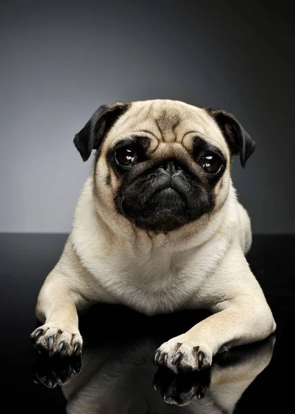 Studio shot di un adorabile Pug — Foto Stock