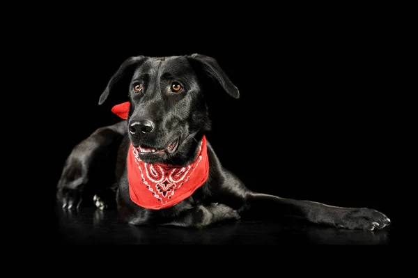 Studio shot of an adorable mixed breed dog — Stock Photo, Image