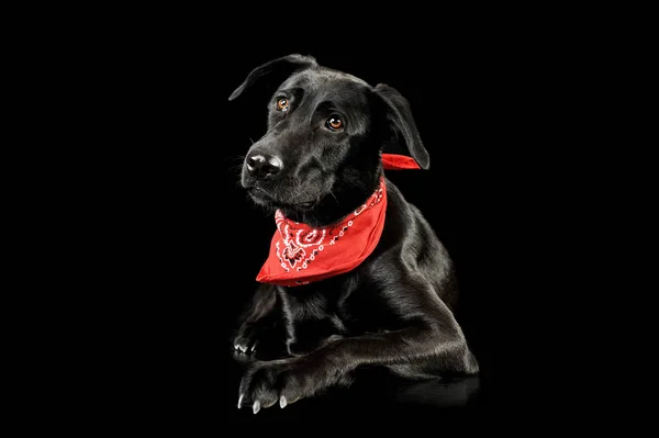 Студійний знімок чарівної змішаної собаки породи — стокове фото