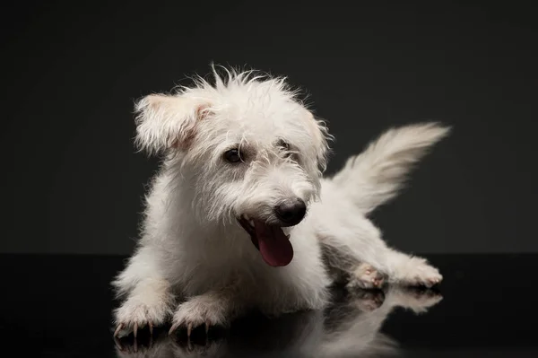Studio shot van een schattige gemengde ras hond — Stockfoto