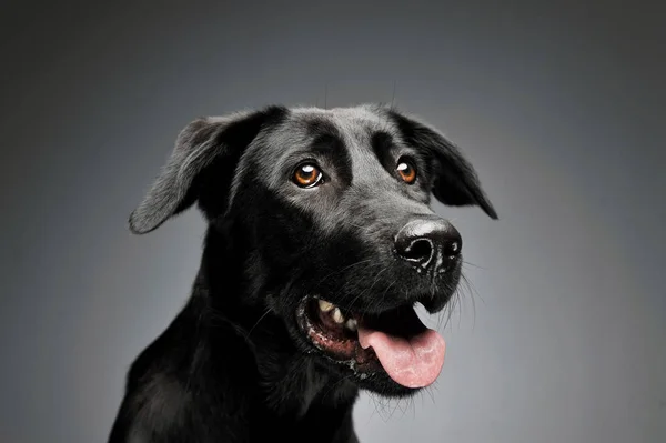 Πορτρέτο ενός αξιολάτρευτου μικτού σκύλου φυλής — Φωτογραφία Αρχείου