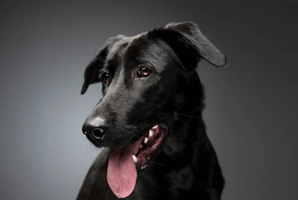 Retrato de un adorable perro mestizo — Foto de Stock