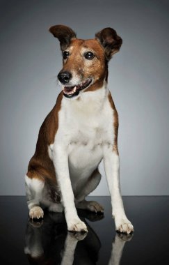 Jack Russell Terrier 'ın stüdyo çekimi.