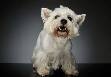 Batı Highland White Terrier Westie 'nin stüdyo çekimi.