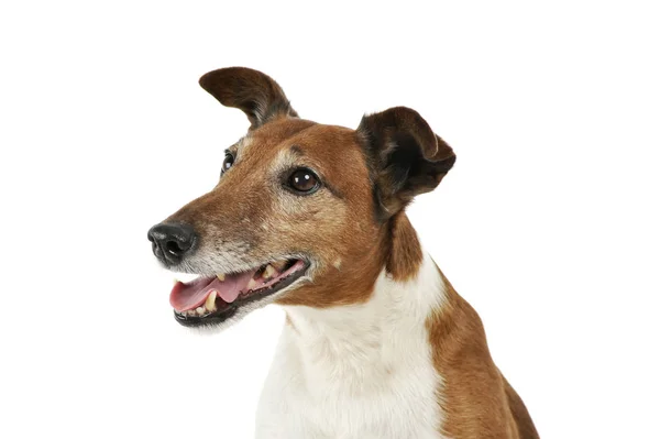 Portrait of an adorable Jack Russell Terrier — Stock Photo, Image