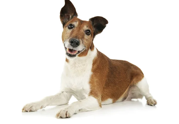 Estúdio de um adorável Jack Russell Terrier — Fotografia de Stock
