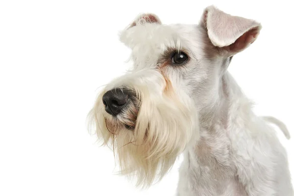 Retrato de um adorável Schnauzer — Fotografia de Stock