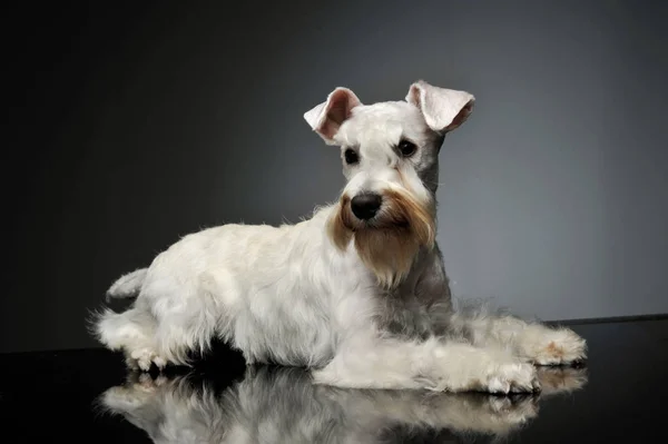 Şirin bir Schnauzer 'in stüdyo fotoğrafı. — Stok fotoğraf