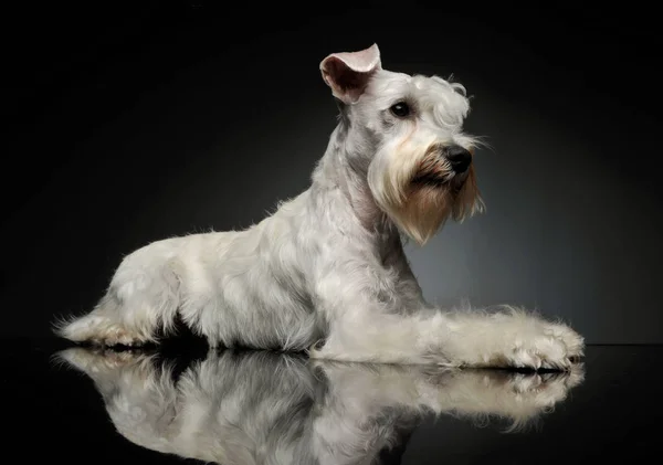 Studio záběr rozkošného Schnauzer — Stock fotografie