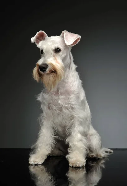 Captura de estudio de un adorable Schnauzer —  Fotos de Stock