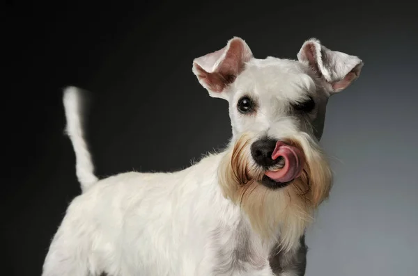 Portret van een schattige Schnauzer — Stockfoto