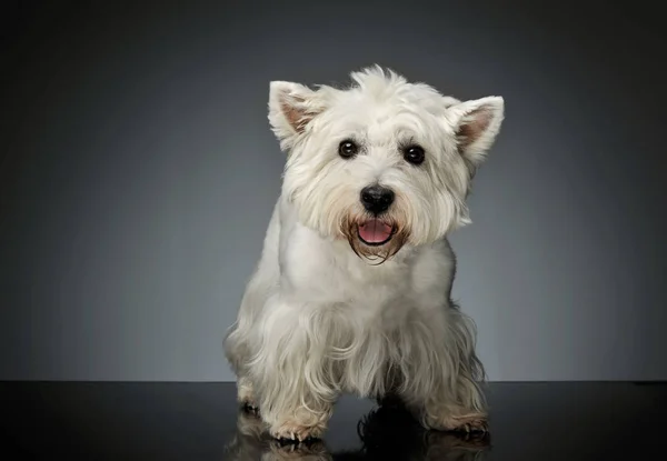 Studio bild av en bedårande West Highland White Terrier Westie — Stockfoto