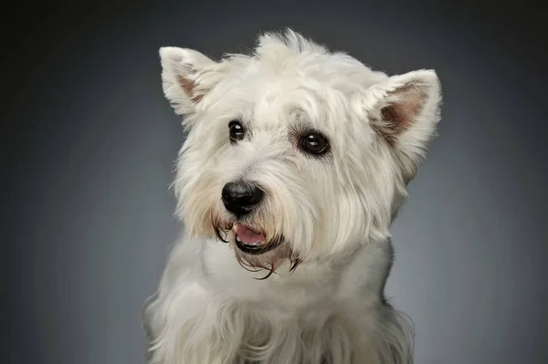 Πορτρέτο ενός West Highland White Terrier Westie — Φωτογραφία Αρχείου