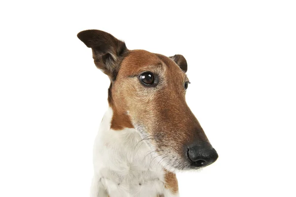 Portrait of an adorable Jack Russell Terrier Stock Image