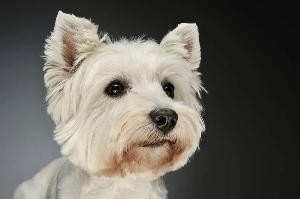 Egy West Highland White Terrier Westie portréja — Stock Fotó