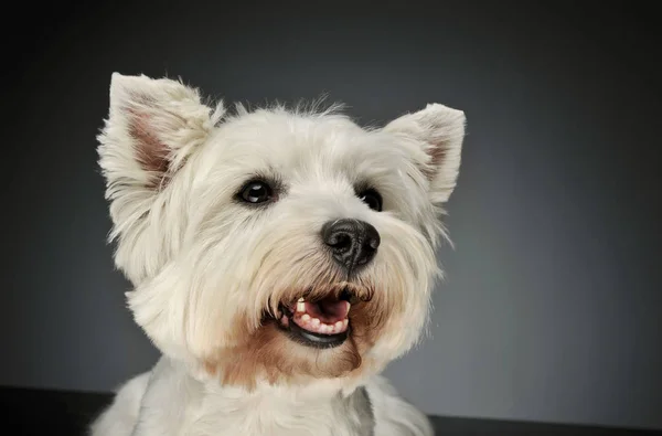 Ritratto di un West Highland White Terrier Westie — Foto Stock