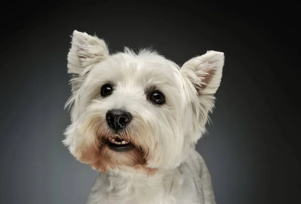 Πορτρέτο ενός West Highland White Terrier Westie — Φωτογραφία Αρχείου