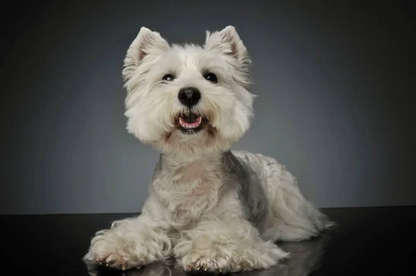 Stúdió felvétel egy imádnivaló West Highland White Terrier Westie — Stock Fotó