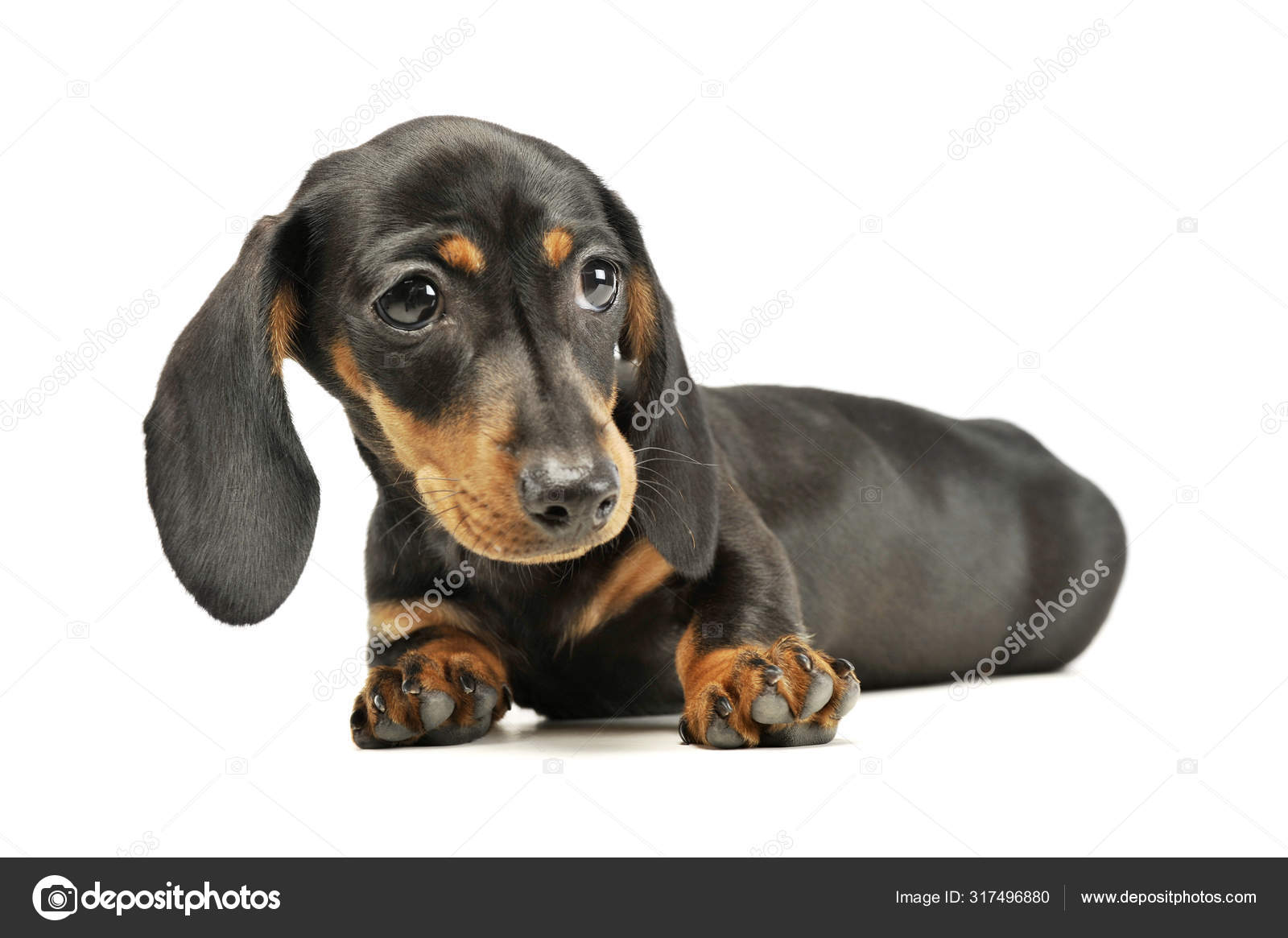 adorable dachshund puppies