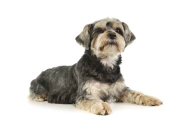 Sevimli melez bir köpeğin stüdyo fotoğrafı.