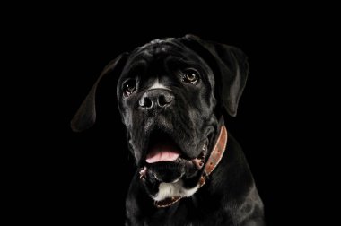 Portrait of an adorable cane Corso puppy