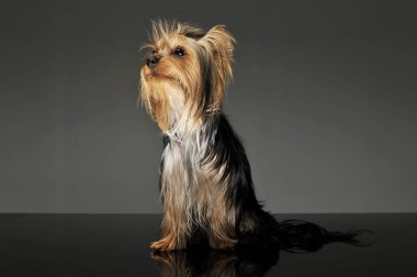 Çok güzel bir Yorkshire Teriyerinin stüdyo fotoğrafı.