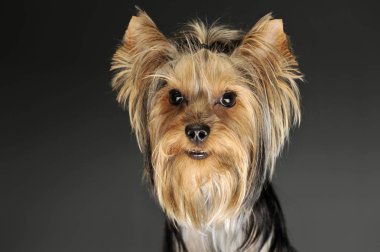 Sevimli bir Yorkshire Teriyerinin Portresi