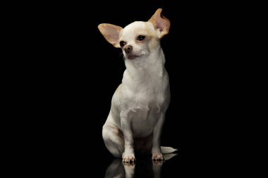 Şirin bir chihuahua 'nın stüdyo fotoğrafı. 
