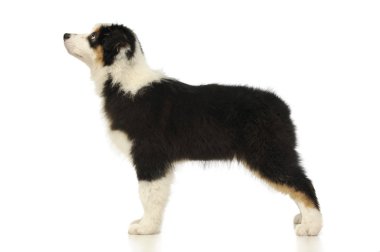 Avustralyalı bir çoban köpeğinin stüdyo resmi.