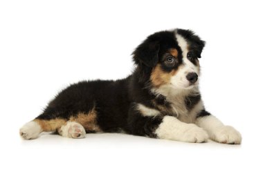 Avustralyalı bir çoban köpeğinin stüdyo resmi.
