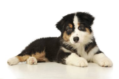 Avustralyalı bir çoban köpeğinin stüdyo resmi.