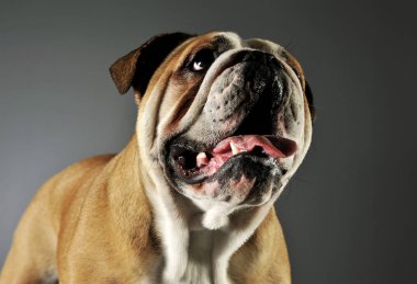 Sevimli bir İngiliz bulldog 'unun portresi