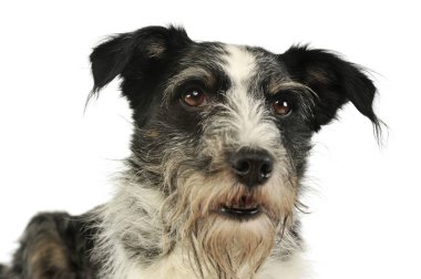 Sevimli melez bir köpeğin portresi.
