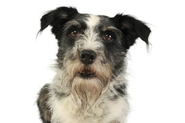 Sevimli melez bir köpeğin portresi.
