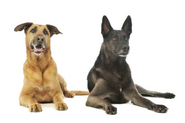 Bir Alman çoban köpeği ve melez bir köpeğin stüdyo fotoğrafı.