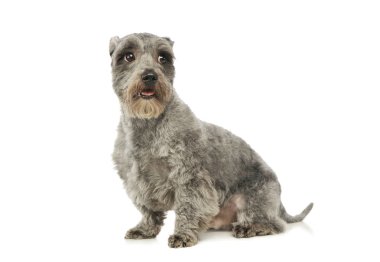 Sevimli melez bir köpeğin stüdyo fotoğrafı.