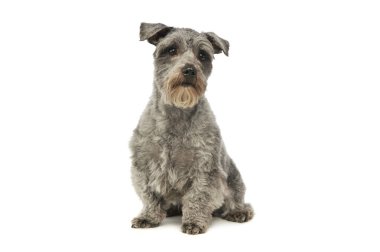 Sevimli melez bir köpeğin stüdyo fotoğrafı.