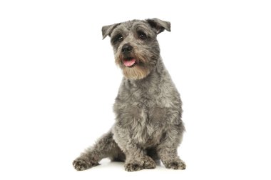 Sevimli melez bir köpeğin stüdyo fotoğrafı.