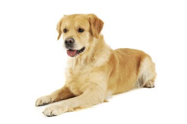 Labrador Retriever 'ın stüdyo fotoğrafı.