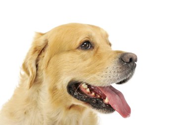 Labrador Retriever 'ın portresi.