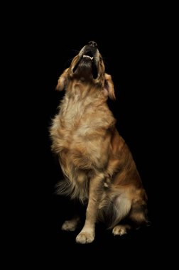 Labrador Retriever 'ın stüdyo fotoğrafı.
