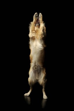 Labrador Retriever 'ın stüdyo fotoğrafı.