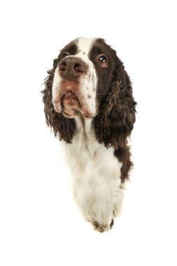 Sevimli bir İngiliz Cocker Spaniel 'in stüdyo çekimi. 
