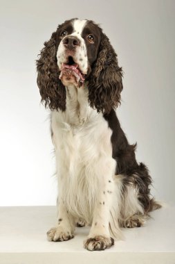 Sevimli bir İngiliz Cocker Spaniel 'in stüdyo çekimi. 