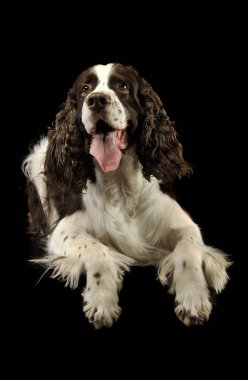 Sevimli bir İngiliz Cocker Spaniel 'in stüdyo çekimi. 