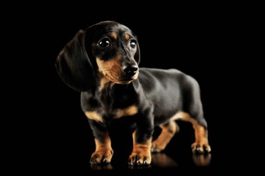 Şirin bir Dachshund köpeğinin stüdyo fotoğrafı.