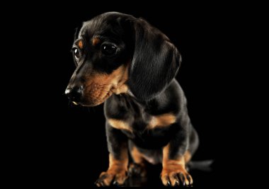 Şirin bir Dachshund köpeğinin stüdyo fotoğrafı.