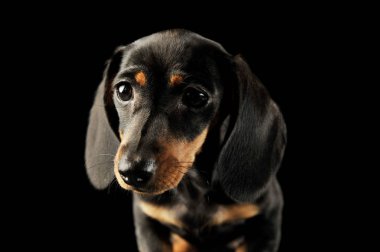 Dachshund köpek yavrusunun portresi.