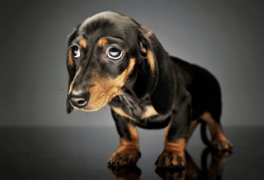 Şirin bir Dachshund köpeğinin stüdyo fotoğrafı.