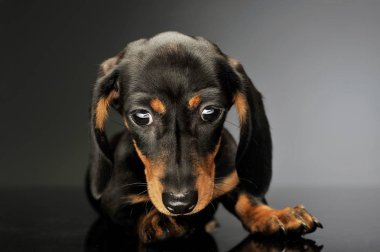 Şirin bir Dachshund köpeğinin stüdyo fotoğrafı.